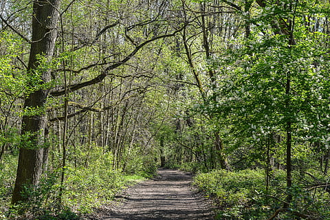 skov sti, Skov, grøn, forår, natur, væk, sti, frisk, avenue, træ, afdeling, vandring, gå, frisk luft, luft, helbrede, klima, sund og rask, plante, retning, vejen frem, jord, ro, vækst, skønhed i naturen, rolig scene, dag, ingen mennesker, ikke-urbane scene, grøn farve, bagagerum, træstamme, faldende perspektiv, udendørs, bambus - plante, treelined, 5K, CC0, offentligt domæne, royaltyfrie