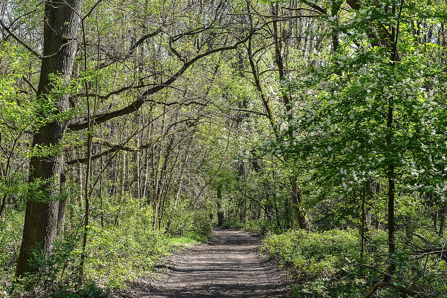 lesní cesta, les, zelená, jaro, Příroda, pryč, cesta, čerstvý, avenue, strom, větev, turistika, Procházka, čerstvý vzduch, vzduch, lék, klimatu, zdravý, rostlina, směr, cesta vpřed, přistát, klid, růst, pěšina, krása v přírodě, klidné scény, den, nikdo, mimoměstské scény, zelená barva, kufr, kmen stromu, perspektiva, venku, bambus - rostlina, treelined, 5K