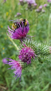 bi, bier, tidsel, humlebi, bestøvning, insekt, blomst, blomstrende plante, plante, skønhed i naturen, skrøbelighed, sårbarhed, friskhed, vækst, lilla, tæt på, natur, kronblad, blomsterhoved, blomsterstand, ingen mennesker, fokus på forgrunden, dag, udendørs, jord, 5K, CC0, offentligt domæne, royaltyfrie