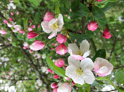 blomst, eple, regn, vår, rosa, treblomst, blomstrende plante, anlegg, skjørhet, skjønnhet i naturen, sårbarhet, friskhet, vekst, rosa farge, petal, nærbilde, dag, natur, inflorescence, blomstre, blomsterhodet, blad, fokusere på forgrunnen, plante del, ingen folk, våren, utendørs, pollen, en haug med blomster, kirsebærtre, 2K, CC0, offentlig domene, opphavsrett gratis
