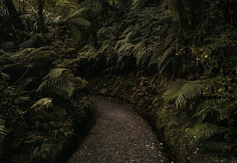 fotografia di paesaggio, verde, felci, ambiente, felce, foresta, sentiero, piante, foresta pluviale, pianta, albero, crescita, la strada davanti, direzione, la tranquillità, nessuno, natura, bellezza nella natura, terra, colore verde, scena tranquilla, giorno, strada, fogliame, fogliame lussureggiante, all'aperto, scenics - natura, 4K, CC0, dominio pubblico, privo di copyright