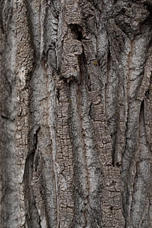 copac, scoarta de copac, textură, natură, trunchi de copac, trompă, fundaluri, cadru complet, texturată, plantă, a închide, nici o persoana, plante scoarță, stare brută, modelul natural, zi, model, ambarcațiune, maro, în aer liber, lemn - material, sculptură - produs de artizanat, texturat efect, starea naturala, 5K, CC0, domeniu public, fără drepturi de autor
