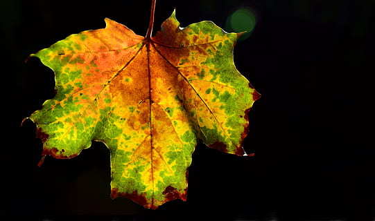 efterår, blad, ahorn, ahorn blad, baggrundsbelysning, farve, farverig, lyse, efterår farver, blade, natur, falde blade, faldfarve, sæsoner, plante del, lave om, sort baggrund, bladvenen, tæt på, studio skud, ingen mennesker, plante, skønhed i naturen, udendørs, skrøbelighed, sårbarhed, naturligt mønster, tør, gul, naturlig tilstand, 5K, CC0, offentligt domæne, royaltyfrie