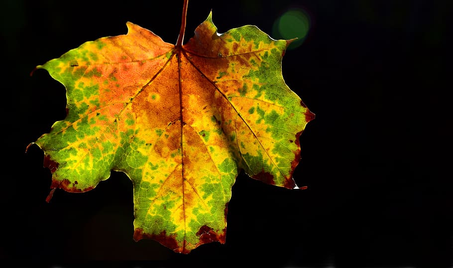 efterår, blad, ahorn, ahorn blad, baggrundsbelysning, farve, farverig, lyse, efterår farver, blade, natur, falde blade, faldfarve, sæsoner, plante del, lave om, sort baggrund, bladvenen, tæt på, studio skud, ingen mennesker, plante, skønhed i naturen, udendørs, skrøbelighed, sårbarhed, naturligt mønster, tør, gul, naturlig tilstand, 5K