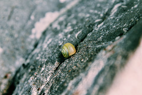 Caracol, simples, foco seletivo, animais selvagens, fechar-se, animal, molusco, invertebrado, temas animais, ninguém, gastrópode, Concha, texturizado, concha animal, animais em estado selvagem, dia, natureza, um animal, ao ar livre, árvore, tronco de árvore, pequeno, 5K, CC0, domínio público, royalty free