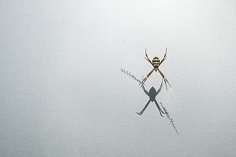 aranya, naturalesa, web, teranyina, insecte, rosada, animal, aigua, humit, tardor, teranyines, horripilant, cas, aràcnids, gotes, gota de rosada, perles, por, error, al matí, temes d'animals, cap gent, a l'interior, invertebrat, un animal, funció de construcció de parets, fauna animal, còpia espai, artròpode, tir de l'estudi, primer pla, Color blanc, fons blanc, gris, animals a la natura, part del cos dels animals, 5K, CC0, domini públic, lliure de regalies