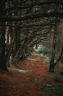 pathway between trees, branches, environment, forest, path, trees, woods, tree, the way forward, direction, plant, land, footpath, tranquility, nature, no people, woodland, growth, trunk, tree trunk, day, dirt, tranquil scene, non-urban scene, outdoors, beauty in nature, diminishing perspective, trail, treelined, 5K, CC0, public domain, royalty free