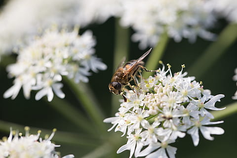 Hoverfly, makro, planter, kronblade, blomstre, hvid, insekt, tæt på, lavt dybdeskarphed, ko persille, dronning Anne's blonder, landskabet, vild, ukrudt, natur, blomst, blomster, blomstrende plante, dyre temaer, dyreliv, dyr i naturen, et dyr, hvirvelløse, dyr, skrøbelighed, plante, sårbarhed, friskhed, skønhed i naturen, kronblad, blomsterhoved, vækst, fokus på forgrunden, bestøvning, ingen mennesker, dyrefløj, pollen, sommerfugl - insekt, 5K, CC0, offentligt domæne, royaltyfrie
