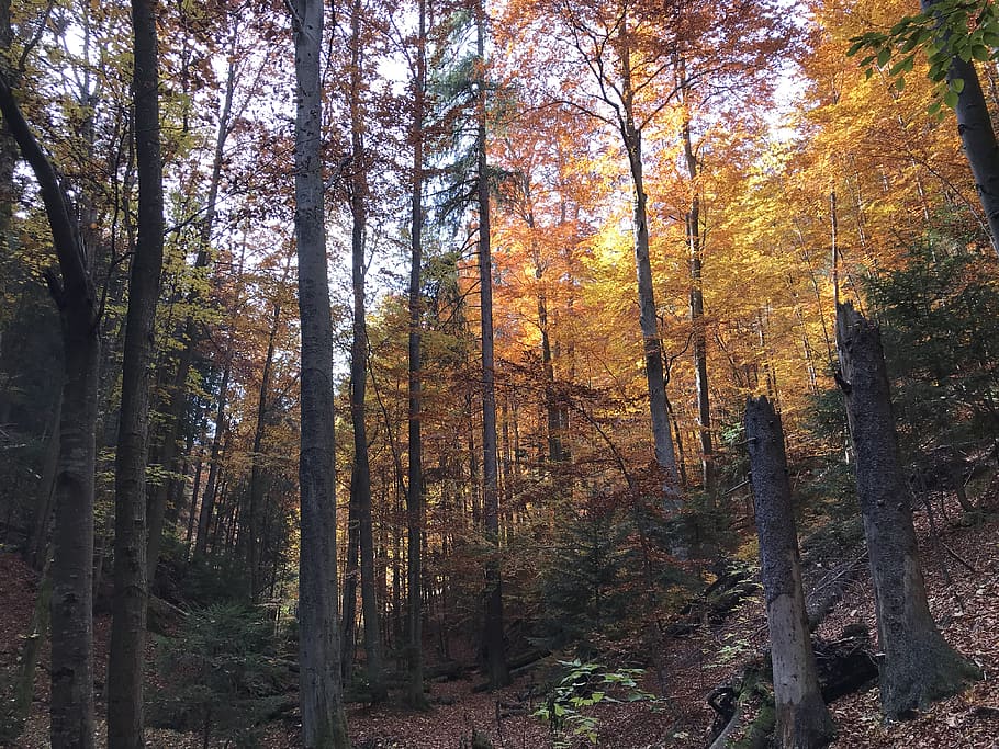 arbres forestals, planta, arbre, tronc de l'arbre, bosc, Eslovàquia, letanovce, paradís eslovac, vegetació, naturalesa, a l'aire lliure, terra, sòl, avet, abies, tardor, arbreda, conífera, bedoll, sequoia, canvi, bellesa a la natura, tranquil·litat, creixement, escenics - natura, escena tranquil·la, escena no urbana, dia, cap gent, tronc, idíl·lic, color taronja, col·lecció de tardor, 4K