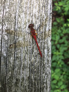 albero, tronco, lucciola, natura, legna, all'aperto, abbaiare, naturale, foresta, le foglie, tronco d'albero, animali allo stato selvatico, fauna selvatica, temi animali, animale, invertebrato, insetto, nessuno, avvicinamento, un animale, giorno, pianta, strutturato, concentrarsi sulle conoscenze acquisite, legno - materiale, rosso, 2K, CC0, dominio pubblico, privo di copyright