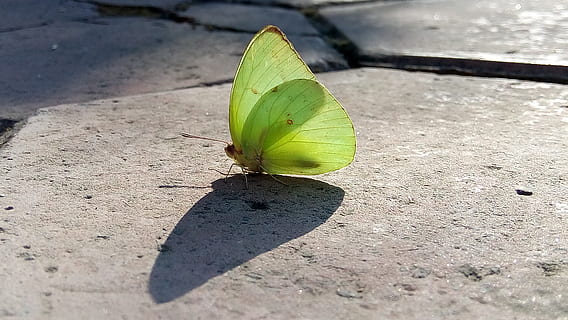 indien, indore, grøn farve, skygge, ingen mennesker, blad, natur, sollys, dag, plante del, høj vinkel visning, tæt på, udendørs, plante, skønhed i naturen, sti, et dyr, vækst, dyr, jord, dyre temaer, friskhed, 4K, CC0, offentligt domæne, royaltyfrie