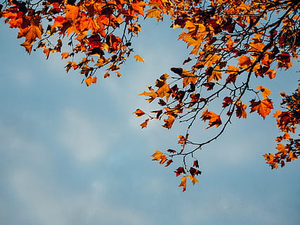 foglia, pianta, albero, cielo, alberi, le foglie, acero, cibo, produrre, terra, animale, gregge, grano, verdura, uccello, foglia di acero, seme, Agelaius, merlo, volante, autunno, ramo, parte vegetale, modificare, bellezza nella natura, Inquadratura dal basso, natura, nessuno, giorno, all'aperto, colore arancione, crescita, nuvola - cielo, la tranquillità, scenics - natura, condizione naturale, 4K, CC0, dominio pubblico, privo di copyright