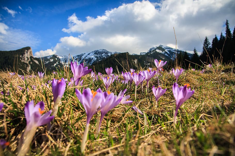 muntanya, primavera, crocu, flor, vista, bellesa, bellesa a la natura, planta, planta amb flors, núvol - cel, cel, creixement, vulnerabilitat, terra, frescor, fragilitat, camp, naturalesa, porpra, paisatge, tranquil·litat, cap gent, dia, enfocament selectiu, a l'aire lliure, safrà, iris, cap de flor, 4K