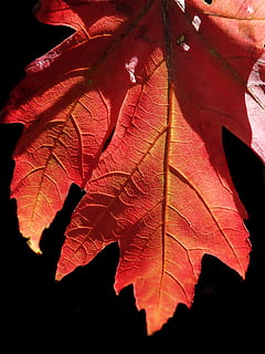 blad, efterår, træ, farverig, have, natur, plante del, plante, tæt på, skønhed i naturen, ingen mennesker, bladvenen, lave om, dag, rød, orange farve, ahorn blad, vækst, blade, udendørs, sollys, naturligt mønster, skrøbelighed, naturlig tilstand, sort baggrund, 4K, CC0, offentligt domæne, royaltyfrie