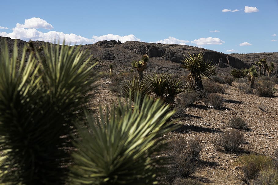foto, verd, planta, la llum del dia, agave, àrid, cactus, penya-segats, núvols, desert, sec, geologia, paisatge, muntanya, naturalesa, fotografia de natura, parc, plantes, roques, sorra, escènic, cel, yuca, creixement, bellesa a la natura, escenics - natura, arbre, terra, tranquil·litat, escena tranquil·la, dia, cap gent, planta suculenta, escena no urbana, Palmera, núvol - cel, medi ambient, clima àrid, a l'aire lliure, clima, semiàrid, 5K