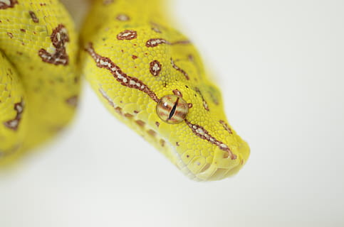 serpente, rettile, pitone albero verde, verde, pitone, animale, giallo, girato in studio, avvicinamento, nessuno, sfondo bianco, in casa, temi animali, cibo e bevande, un animale, cibo, natura, formazione scolastica, mangiare sano, assistenza sanitaria e medicina, insetto, benessere, concentrarsi sulle conoscenze acquisite, colore verde, freschezza, velenoso, 4K, CC0, dominio pubblico, privo di copyright