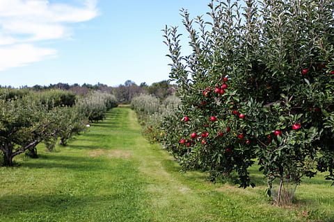 Árboles de manzana, tiempo de día, Estados Unidos, medina, 1150 repisa rd, manzana, Produce, planta, Fruta, comida, flora, arbusto, vegetación, ciruela, conífera, árbol, camino de tierra, grava, la carretera, tejo, camino, al aire libre, crecimiento, hierba, naturaleza, paisaje, belleza en la naturaleza, campo, alimentación saludable, comida y bebida, cielo, día, agricultura, tierra, color verde, escena tranquila, nadie, tranquilidad, maduro, plantación, 5K, CC0, dominio público, libre de derechos