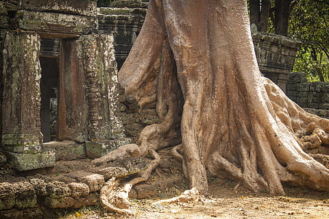 arbre, registre, arrel, edat mitjana, passat, oblida't, temps, khmer, temple, Angkor, Angkor Wat, objectiu, porta de pedra, passatge, pedra, fons, fons de pantalla, dia, tronc, tronc de l'arbre, naturalesa, planta, cap gent, creixement, a l'aire lliure, arquitectura, estructura construïda, antic, bosc, història, terra, lloc de culte, branca, escultura, vell, civilització antiga, 5K, CC0, domini públic, lliure de regalies