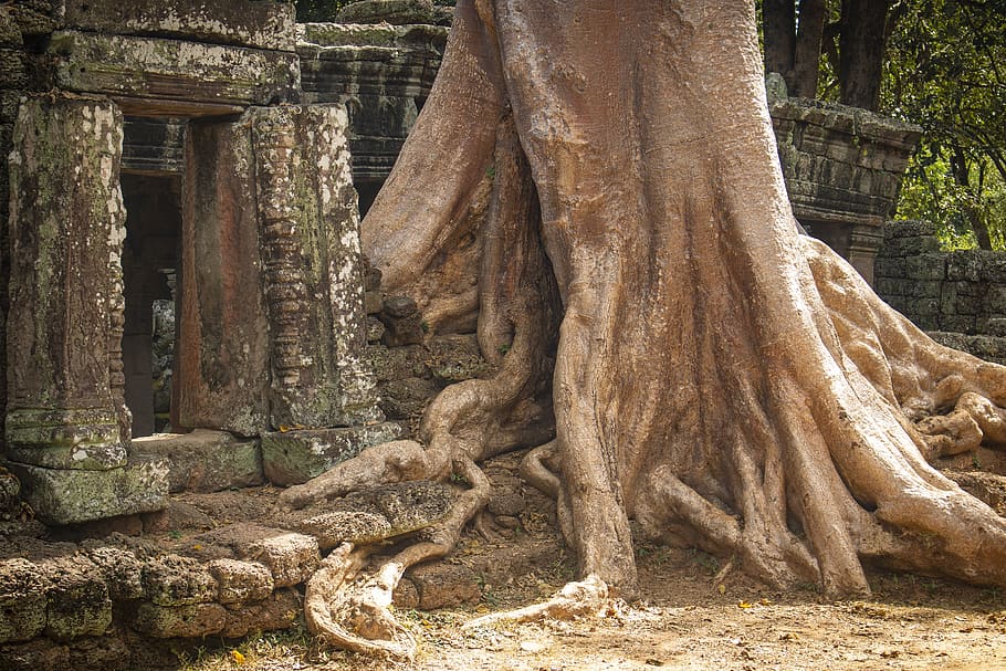 arbre, registre, arrel, edat mitjana, passat, oblida't, temps, khmer, temple, Angkor, Angkor Wat, objectiu, porta de pedra, passatge, pedra, fons, fons de pantalla, dia, tronc, tronc de l'arbre, naturalesa, planta, cap gent, creixement, a l'aire lliure, arquitectura, estructura construïda, antic, bosc, història, terra, lloc de culte, branca, escultura, vell, civilització antiga, 5K