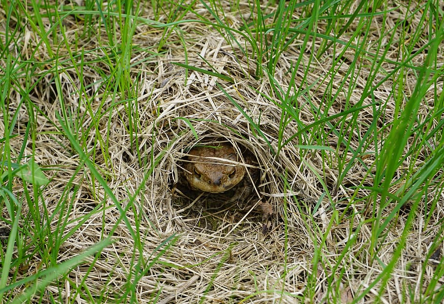 ropucha, ropucha obecná, migrace ropuchy, obojživelníků, jaro, zvíře, Příroda, tráva, přistát, rostlina, pole, vysoký úhel pohledu, zvířat, den, nikdo, jednoho zvířete, zelená barva, růst, zvířata ve volné přírodě, venku, obratlovců, bezobratlý, špína, obojživelník, 4K