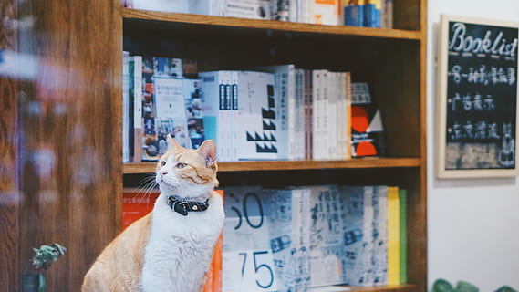 cat, looking, side, book shelf, books, pet, feline, library, orange cat, reflection, window reflection, room, interior, domestic, pets, domestic animals, one animal, domestic cat, mammal, vertebrate, no people, indoors, text, shelf, glass - material, focus on foreground, publication, whisker, 5K, CC0, public domain, royalty free