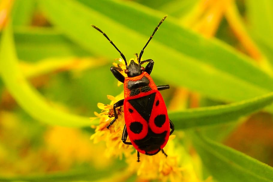 Smith sense ala, insecte, pluskwiak, animals, naturalesa, a la cort de, invertebrats, artròpodes, primer pla, model, antenes, color, bonic, viu, estiu, apiformes, pol·linitzar, a prop, el medi ambient, biologia, Ningú, temes d'animals, fauna animal, invertebrat, animal, animals a la natura, un animal, planta, bellesa a la natura, flor, vermell, cap gent, centrar-se en primer pla, dia, ala dels animals, part de la planta, color verd, planta amb flors, a l'aire lliure, papallona - insecte, papallona, polinització, 2K