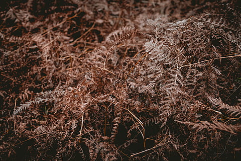 piante secche, pianta, erba, cibo, verdura, grano, produrre, terra, seme, prato, suolo, vegetazione, felce, canna, all'aperto, pianta in vaso, vaso, ceramica, piantatore, erbe aromatiche, natura, nessuno, giorno, campo, avvicinamento, crescita, vista dall'alto, Marrone, la tranquillità, albero, asciutto, messa a fuoco selettiva, concentrarsi sulle conoscenze acquisite, sfondi, bellezza nella natura, fotogramma intero, pianta morta, fango, pianta appassita, secco, 5K, CC0, dominio pubblico, privo di copyright