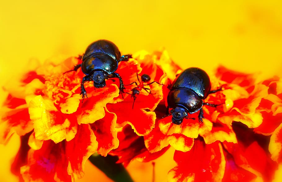to, sort, bugs, orange, blomster, dyr, mugg beetle, hvirvelløse, insekt, bi, flora, pollen, plante, geranium, blomst, blomstre, Apidae, Andrena, gedehams, hveps, dyr i naturen, dyre temaer, dyreliv, tæt på, blomstrende plante, et dyr, kronblad, ingen mennesker, skønhed i naturen, natur, friskhed, bestøvning, fokus på forgrunden, skrøbelighed, blomsterhoved, udendørs, 2K