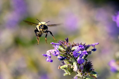 bi, summen, flyvningen, vinger, blomst, dyre temaer, dyr, hvirvelløse, blomstrende plante, insekt, dyreliv, dyr i naturen, skrøbelighed, plante, et dyr, friskhed, tæt på, skønhed i naturen, lilla, sårbarhed, selektiv fokusering, kronblad, ingen mennesker, blomsterhoved, bestøvning, 2K, CC0, offentligt domæne, royaltyfrie