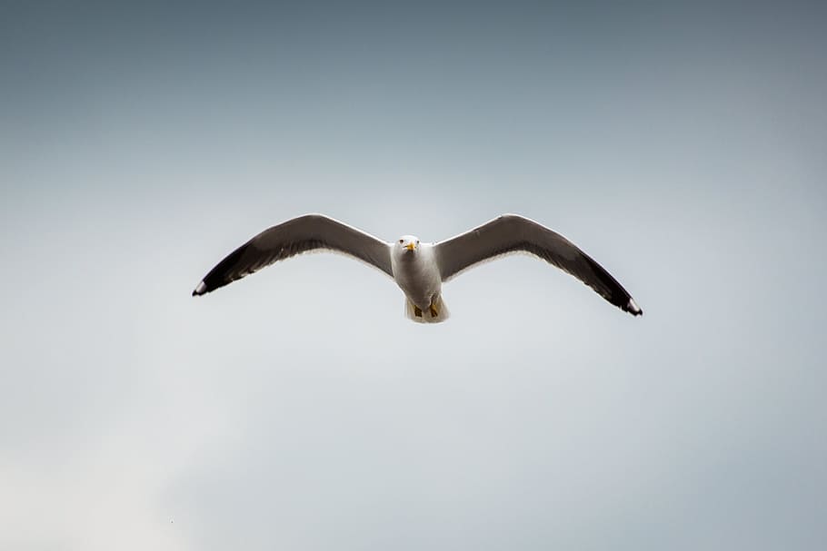 Basso, fotografia ad angolo, gabbiano, volante, uccello, volo, Ali, animale, temi animali, fauna selvatica, animali allo stato selvatico, ali spiegate, un animale, vertebrato, mezz'aria, nessuno, parte del corpo animale, lunghezza intera, natura, ala animale, Inquadratura dal basso, giorno, la libertà, cielo, marino, 2K