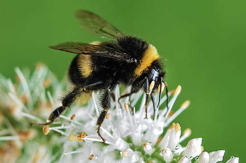 bumble bee, insect, flowering plant, flower, animal themes, invertebrate, animals in the wild, animal wildlife, one animal, animal, fragility, plant, vulnerability, beauty in nature, petal, freshness, flower head, bee, close-up, growth, inflorescence, no people, pollination, pollen, outdoors, bumblebee, 1080P, CC0, public domain, royalty free