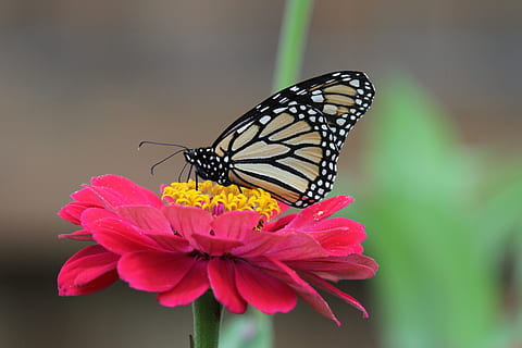 borboleta, macro, flor, planta com flores, beleza na natureza, animais selvagens, temas animais, animal, um animal, fragilidade, fechar-se, vulnerabilidade, inseto, plantar, borboleta - inseto, invertebrado, animais em estado selvagem, pétala, asa animal, cor rosa, cabeça de flor, frescura, ninguém, ao ar livre, polinização, pólen, 4K, CC0, domínio público, royalty free