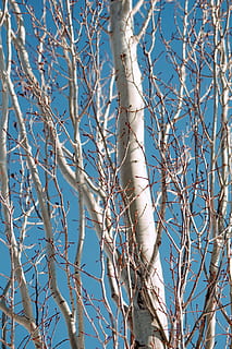 hvidt bladløse træ, plante, træ, træstamme, fugl, dyr, jay, birk, blå jay, accipiter, spætte, flimmer fugl, måge, musvåge, høg, anhinga, bluebird, pil, blad, Grib, pattedyr, afdeling, lav vinkel visning, natur, dag, bare træ, ingen mennesker, blå, sollys, himmel, fokus på forgrunden, skønhed i naturen, udendørs, ro, vinter, kold temperatur, skyfri himmel, fisse pil, tæt på, 4K, CC0, offentligt domæne, royaltyfrie