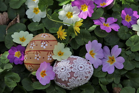 flori de primăvară, prymule, Paști, oua de Paste, luncă, ou, colorat, decor, personalizat, ou de Paște, pictat, uniune, culoare, osterkarte, tradiția, fundalul, card, cu moscow, ornament, decorativ, parohie, Crăciun, para, Două, primăvară, floare, planta cu flori, plantă, prospeţime, a închide, culoarea roz, frumusețe în natură, natură, vulnerabilitate, fragilitate, nici o persoana, creştere, petală, zi, cap de floare, inflorescenţă, parte a plantelor, frunze, reprezentare, în aer liber, model floral, Violet, 5K, CC0, domeniu public, fără drepturi de autor