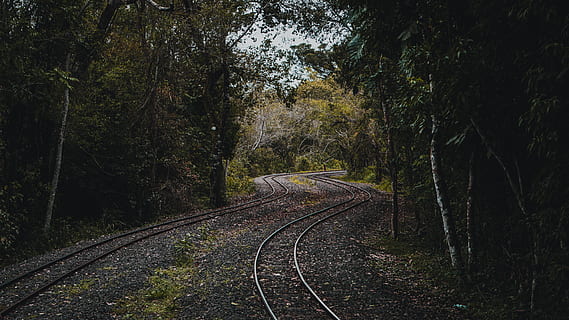 rieles vacíos del tren, ferrocarril, Vías de tren, carril, transporte, argentina, puerto iguazú, parque nacional iguazu, árbol, planta, conífera, tejo, flora, vegetación, bosque, tierra, naturaleza, al aire libre, grava, la carretera, camino de tierra, el camino a seguir, dirección, pista, transporte ferroviario, nadie, crecimiento, día, tranquilidad, perspectiva decreciente, punto de fuga, belleza en la naturaleza, escena tranquila, 5K, CC0, dominio público, libre de derechos