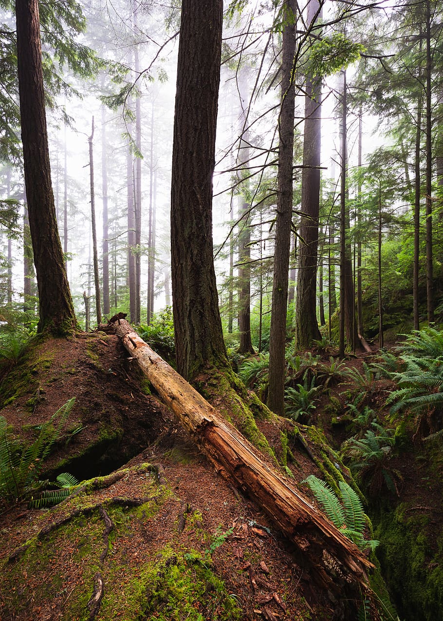 foresta nebbiosa, foresta, albero, natura, sequoia, flora, terra, vegetazione, all'aperto, pianta, montagna della tigre, stati Uniti, nebbia, felce, ceppo, lussureggiante, verdeggiante, verde, foresta pluviale, conifera, tronco, tronco d'albero, bosco, la tranquillità, scena tranquilla, crescita, bellezza nella natura, nessuno, giorno, scena non urbana, scenics - natura, muschio, legno - materiale, ambiente, 5K