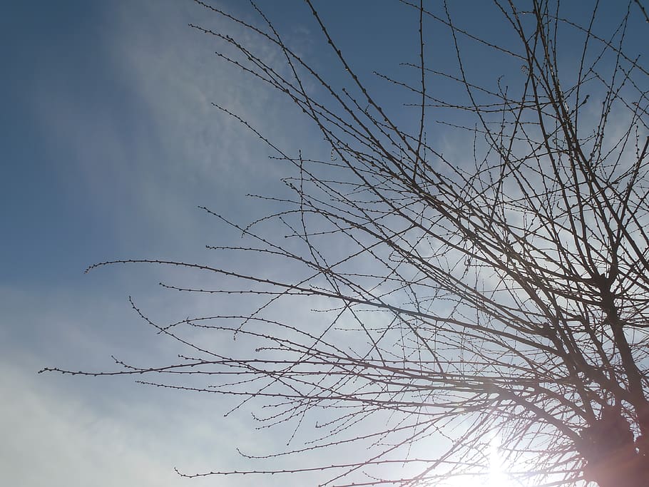 cel, branques, arbre, blau, llum solar, cap gent, planta, vista d’angle baix, naturalesa, núvol - cel, tranquil·litat, bellesa a la natura, arbre nu, branca, dia, a l'aire lliure, escenics - natura, creixement, escena tranquil·la, escena no urbana, silueta, planta morta, primer pla, 4K