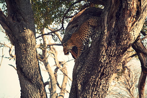 Leopard, braun, Baum, Kofferraum, Baumstamm, Tierthemen, Tierwelt, Tiere in freier Wildbahn, Tier, katzenartig, ein Tier, Pflanze, Katze, große Katze, Säugetier, keine Leute, Ast, Wirbeltier, Natur, Fleischfresser, Fokus auf den Vordergrund, draußen, Tierkopf, undomestizierte Katze, 4K, CC0, gemeinfrei, lizenzfrei