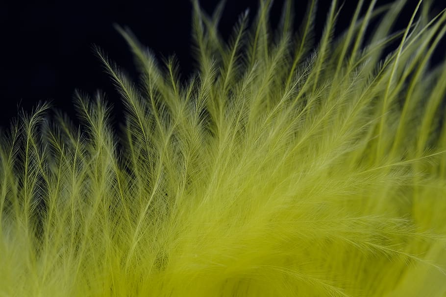 ploma, fluff, ploma d’ocells, baixar, lleugerament, groc, joies, decorar, joieria de primavera, carnaval, fons, planta, creixement, color verd, cultiu, agricultura, planta de cereals, bellesa a la natura, naturalesa, primer pla, cap gent, camp, terra, ordi, granja, escena rural, paisatge, enfocament selectiu, frescor, a l'aire lliure, vent, suavitat, 5K