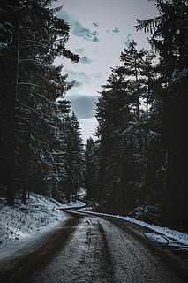 gewundene Straße, Kiefer, Baum, Transport, Straße, der Weg nach vorn, Pflanze, Richtung, Schnee, kalte Temperatur, keine Leute, Winter, Himmel, Natur, abnehmende Perspektive, Tag, Schönheit in der Natur, Ruhe, Szenen - Natur, Abdeckung, Nicht-städtische Szene, draußen, 5K, CC0, gemeinfrei, lizenzfrei