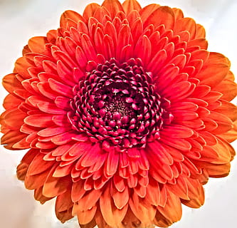 crisantemo, fiore, fioritura singola, compositi, aster-like, petali rosso-arancio, luminosa, bellissimo, avvicinamento, pianta fiorita, petalo, testa di fiore, infiorescenza, fragilità, vulnerabilità, bellezza nella natura, crescita, freschezza, pianta, natura, gerbera margherita, margherita, giorno, colore arancione, polline, dalia, 2K, CC0, dominio pubblico, privo di copyright