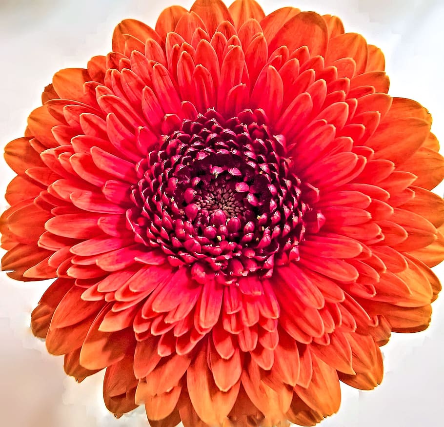 crisantem, flor, floració única, composites, Aster-like, pètals de color vermell ataronjat, brillant, bonic, primer pla, planta amb flors, pètal, cap de flor, inflorescència, fragilitat, vulnerabilitat, bellesa a la natura, creixement, frescor, planta, naturalesa, gerbera daisy, margarida, dia, color taronja, pol·len, dalia, 2K