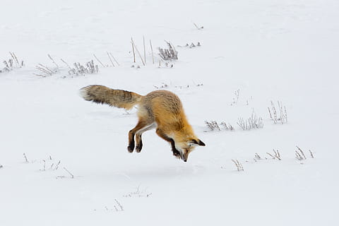 fox, red, jumping, hunter, hunting, wildlife, nature, snow, winter, predator, wilderness, nps, yellowstone national park, wyoming, usa, carnivore, mammal, wild, furry, watchful, animal, cold temperature, animal themes, vertebrate, one animal, animal wildlife, animals in the wild, land, no people, field, day, side view, white color, covering, outdoors, 2K, CC0, public domain, royalty free
