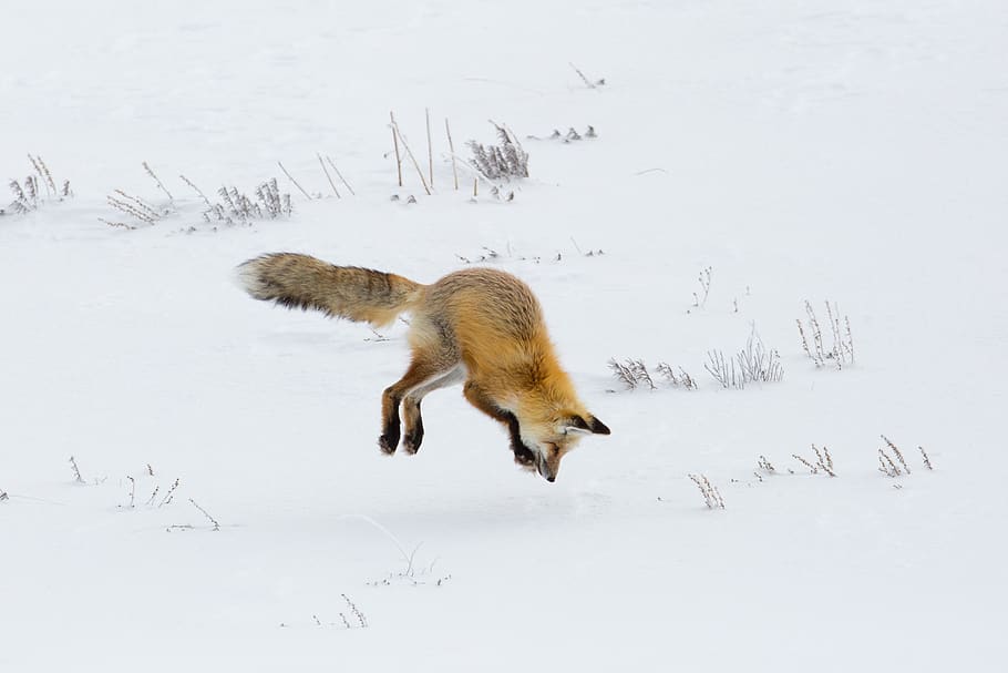 guineu, vermell, saltar, caçador, cacera, vida salvatge, naturalesa, neu, hivern, depredador, desert, nps, parc nacional de Yellowstone, wyoming, EUA, carnívor, mamífer, salvatge, pelut, vigilant, animal, temperatura de fred, temes d'animals, vertebrats, un animal, fauna animal, animals a la natura, terra, cap gent, camp, dia, vista lateral, Color blanc, cobertura, a l'aire lliure, 2K