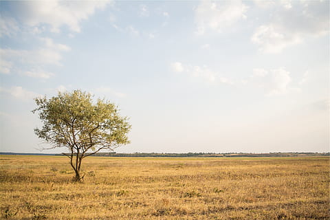grass, fields, tree, rural, country, sky, landscape, environment, plant, tranquility, scenics - nature, land, field, beauty in nature, tranquil scene, cloud - sky, non-urban scene, nature, no people, day, horizon over land, growth, outdoors, prairie, 1080P, CC0, public domain, royalty free