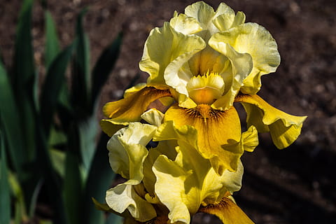 iris, galben, floare, primăvară, grădinile iris prevestite, planta cu flori, plantă, petală, frumusețe în natură, fragilitate, vulnerabilitate, cap de floare, prospeţime, inflorescenţă, a închide, creştere, natură, să se concentreze asupra primelor elemente, zi, nici o persoana, în aer liber, frunze, polen, iris - plantă, 5K, CC0, domeniu public, fără drepturi de autor