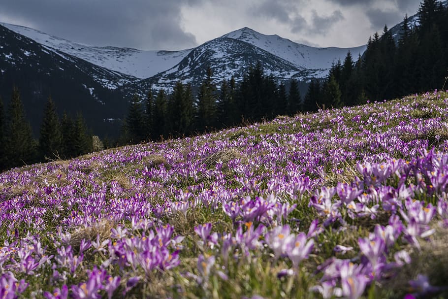 flor, violeta, pètal, florir, jardí, planta, naturalesa, tardor, caure, camp, viatjar, aventura, muntanya, núvols, cel, bellesa a la natura, creixement, tranquil·litat, escena tranquil·la, planta amb flors, escenics - natura, terra, arbre, paisatge, núvol - cel, porpra, cap gent, escena no urbana, medi ambient, a l'aire lliure, muntanya nevada, llit de flors, 4K