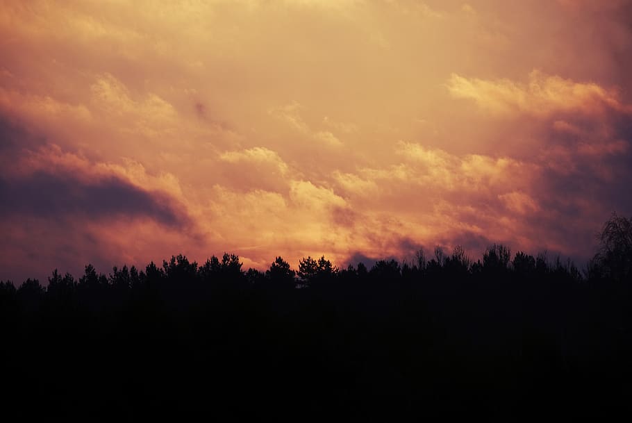 sortida del sol, cel, núvols, arbres, silueta, al matí, naturalesa, bellesa a la natura, núvol - cel, arbre, tranquil·litat, escena tranquil·la, posta de sol, escenics - natura, bosc, planta, cap gent, cel dramàtic, medi ambient, paisatge, escena no urbana, idíl·lic, terra, color taronja, fosc, a l'aire lliure, pi, arbre de coníferes, bosc de pi, 4K