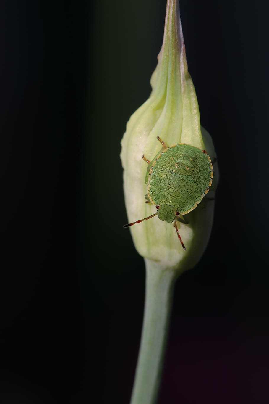 grüne, pudor d'error, insecte, animal, error, flor de ceba, primer pla, verd, gravació de la natura, fulles, blanc, planta, estiu, flora, palomena prasina, stinkwanze comú, verd verd comú, ceba, flor, florir, brot, còpia espai, tir de l'estudi, cap gent, bellesa a la natura, fons negre, frescor, naturalesa, inicis, creixement, tija de la planta, planta amb flors, fragilitat, centrar-se en primer pla, vulnerabilitat, a l'interior, sepal, 5K