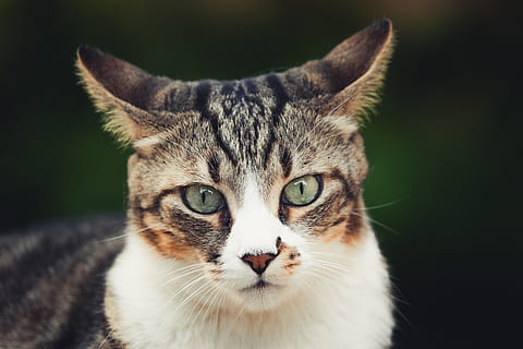 braune Tabbykatze, Katze, Gesicht, Ohr, Auge, Nase, Porträt, Pelz, Schnurrhaare, Natur, Tierwelt, draußen, Haustier, Tier, katzenartig, Tapete, Reise, flauschige, Liebe, Süss, wild, Säugetier, inländisch, Haustiere, Hauskatze, ein Tier, Kamera betrachten, Nahansicht, Wirbeltier, Whisker, Fokus auf den Vordergrund, keine Leute, Tierkörperteil, Vorderansicht, Tierauge, tabby, 5K, CC0, gemeinfrei, lizenzfrei